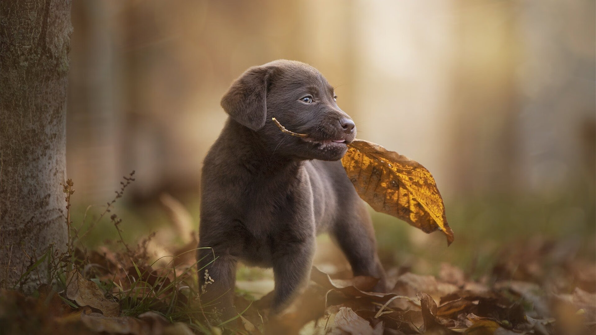 哥伦比亚反曲弓男队首次晋级奥运会，哥伦比亚弓箭女