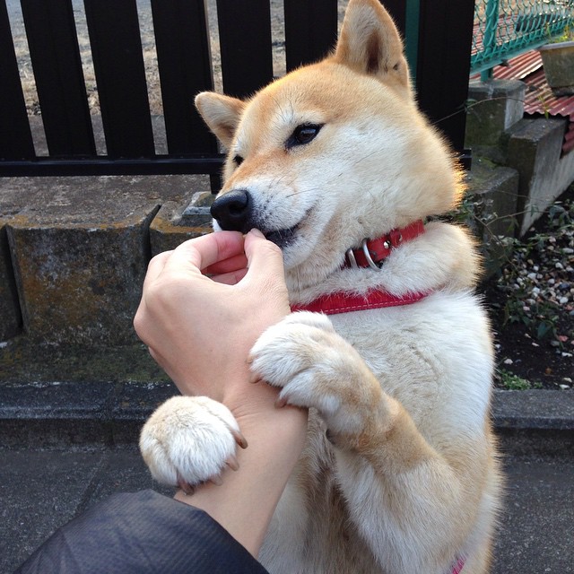 加拿大男队自由泳实力持续提升，加拿大泳手