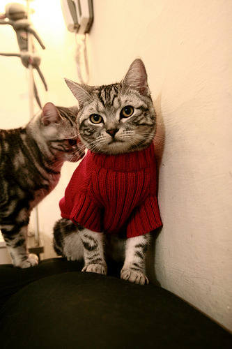 九游-博塔弗戈替补阵容经验略显不足，博塔弗戈队服