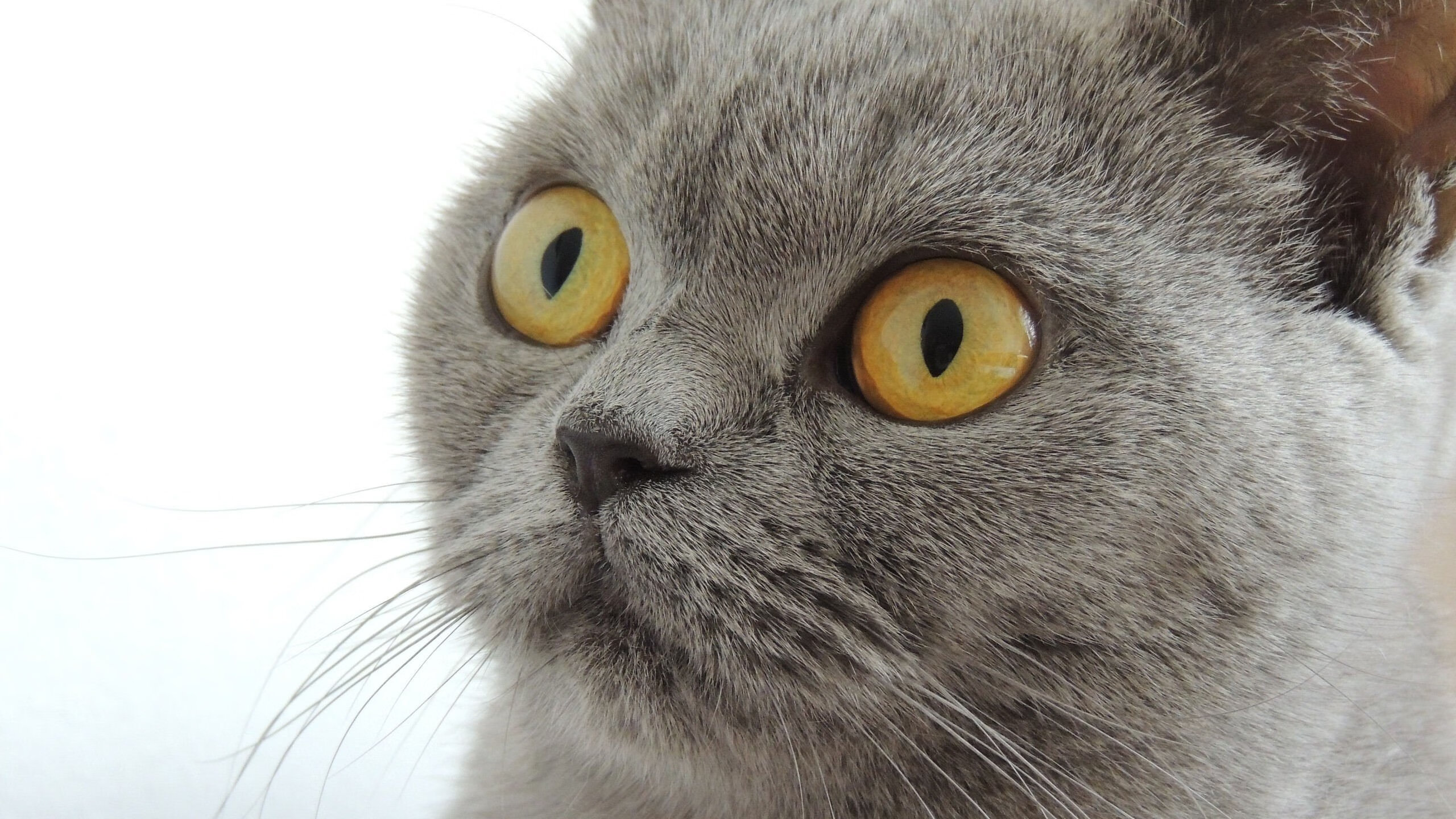 博塔弗戈替补阵容经验略显不足，博塔弗戈队服