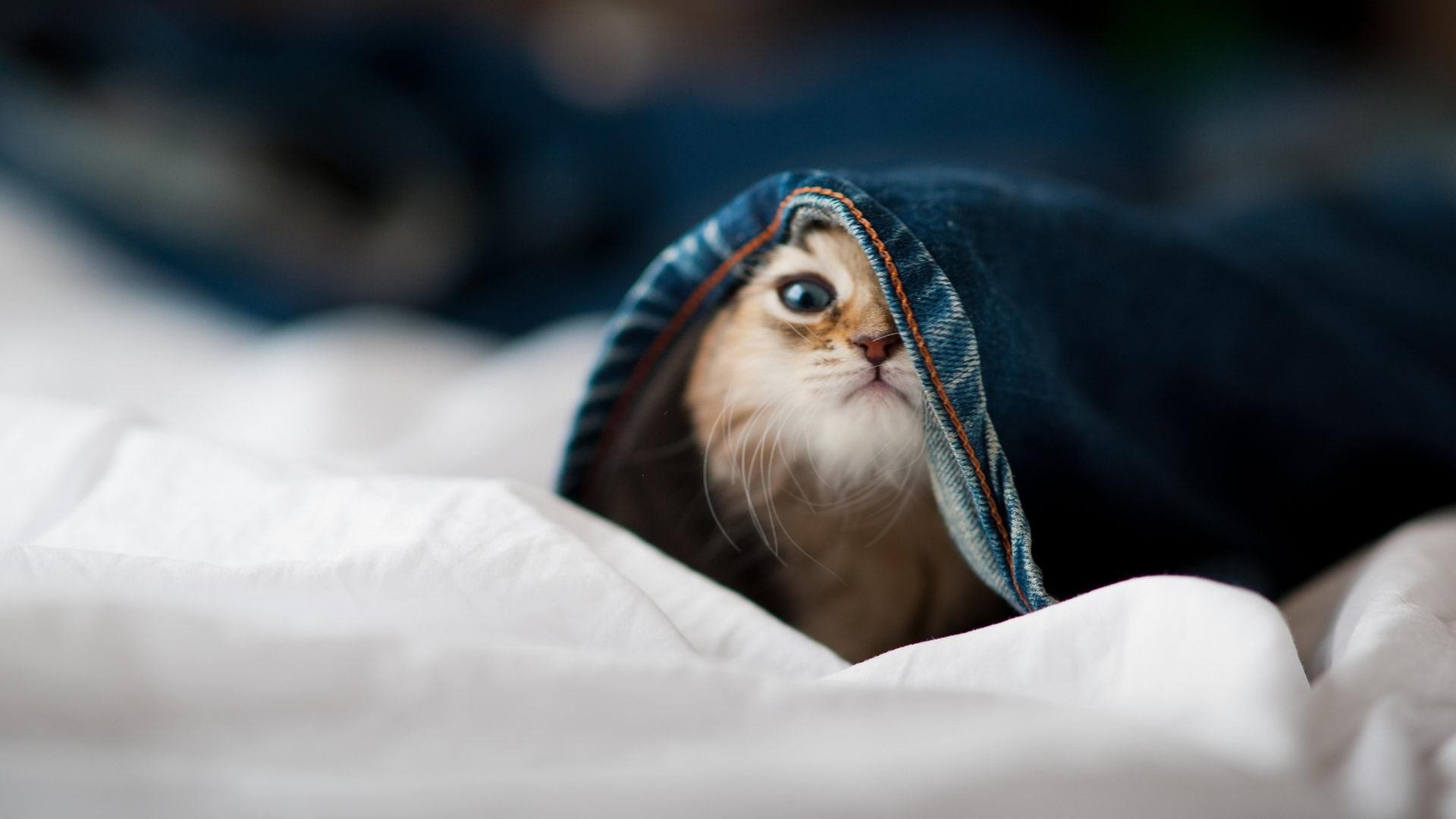 国家体育科研中心公布新运动伤病数据库开放权限，国家体育总局运动康复中心