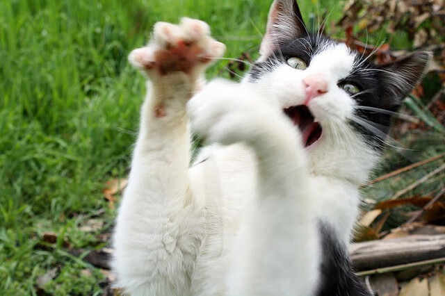 九游（jiuyou.com）游戏-塔特为袋鼠队赢得橄榄球冠军锦标赛关键战役