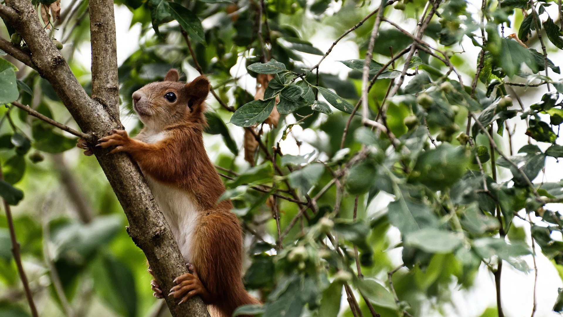 九游娱乐官网 (JIUYOU)-希腊男篮在欧洲锦标赛中再夺金牌，辉煌续写，希腊男蓝