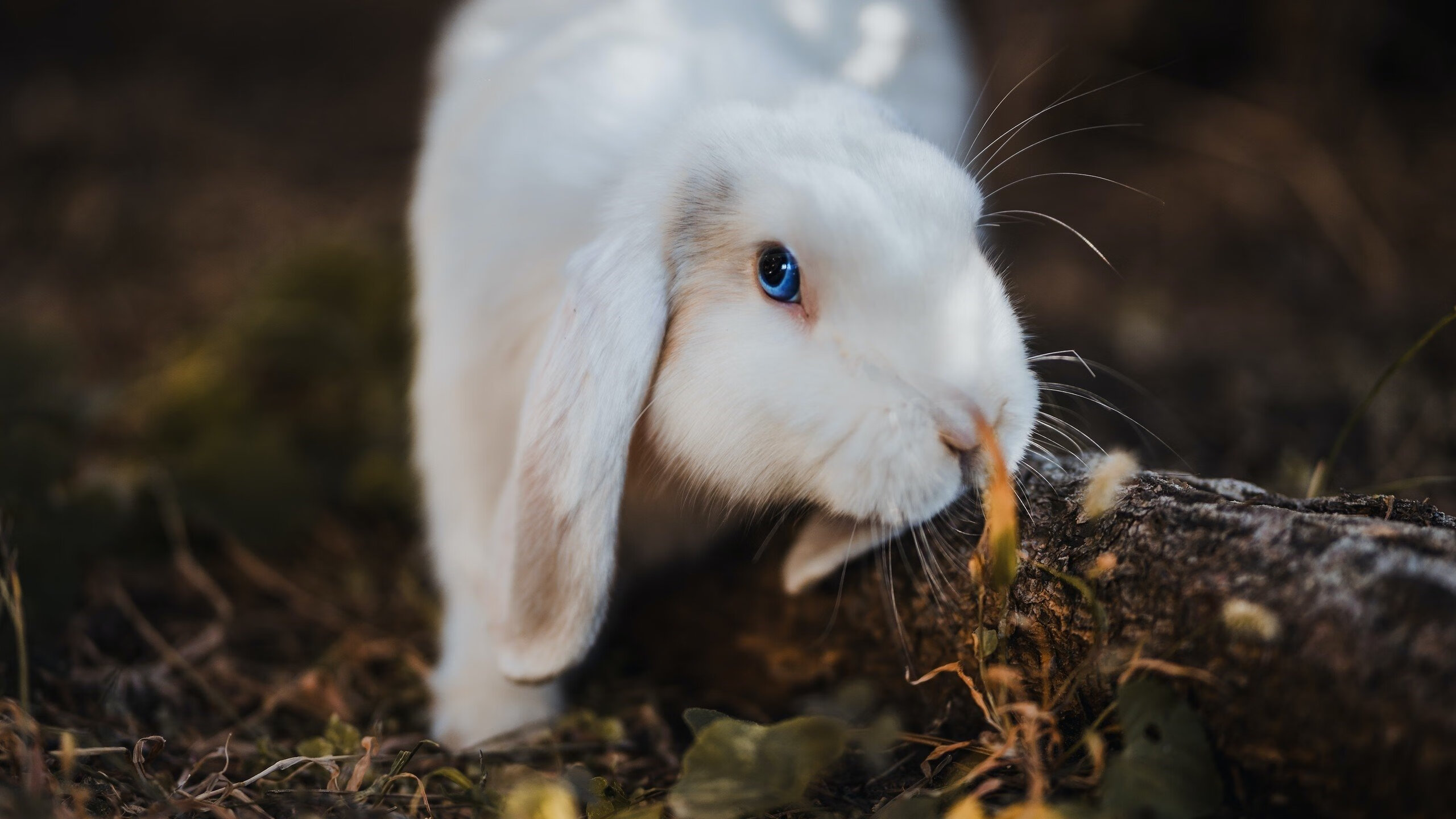 九游sports-恩多比·恩乔：带领南非羚羊队迅速破敌，攻防完美结合，恩多罗是哪个国家的城市