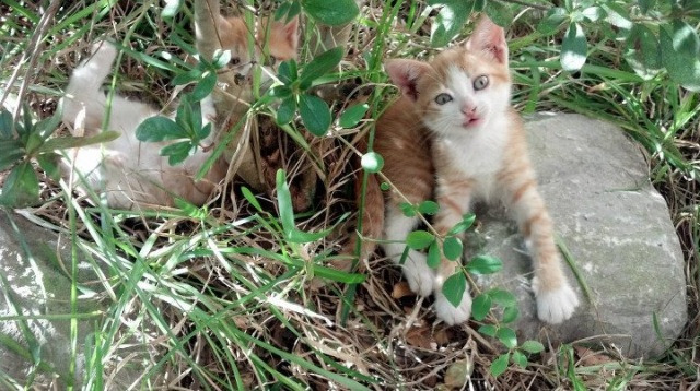 篮球夏令营开放报名日现场火爆吸引众多青少年报名体验，篮球夏令营课程