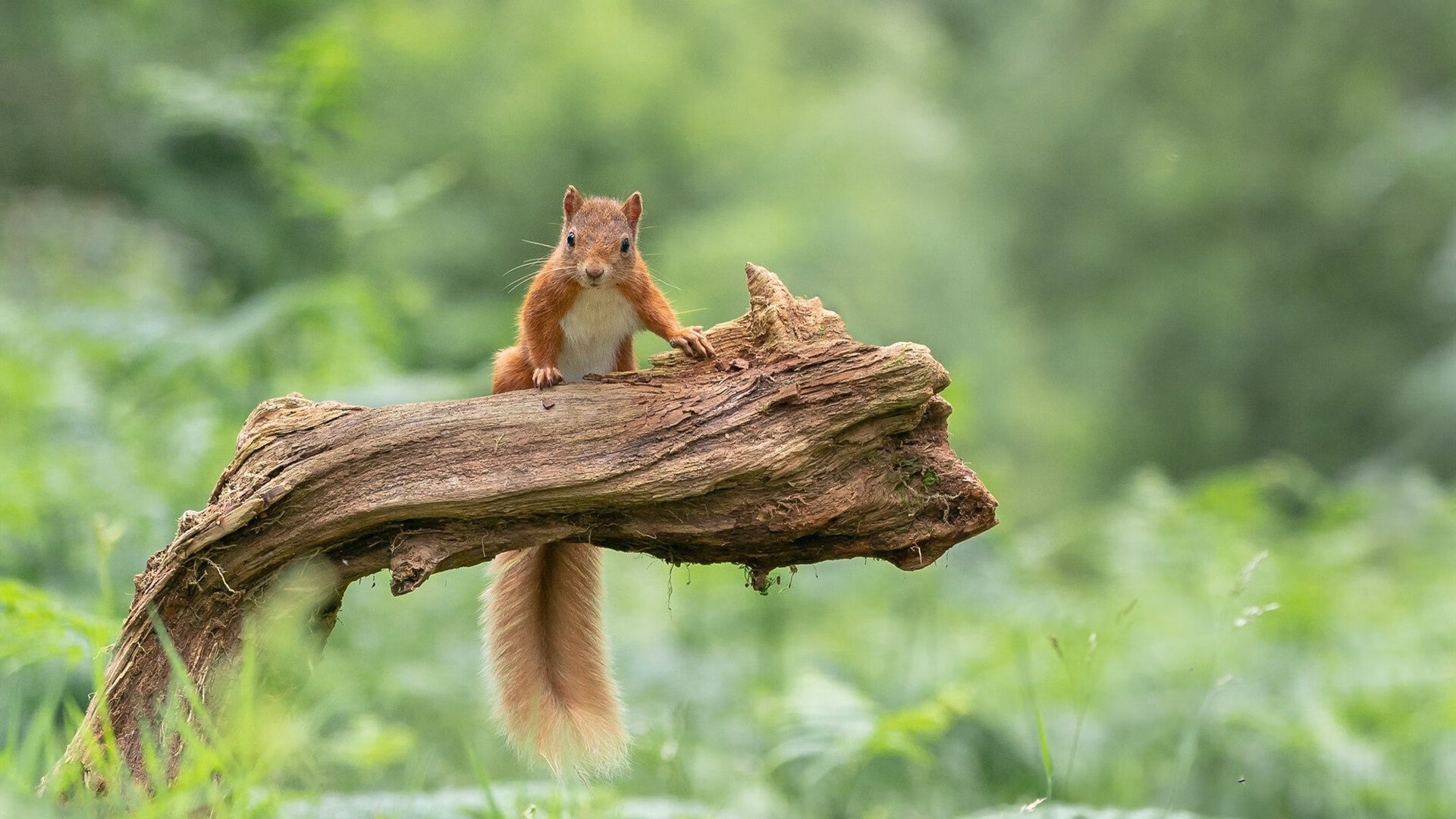 美国队赛后感谢团队协作与支持，美国参赛队
