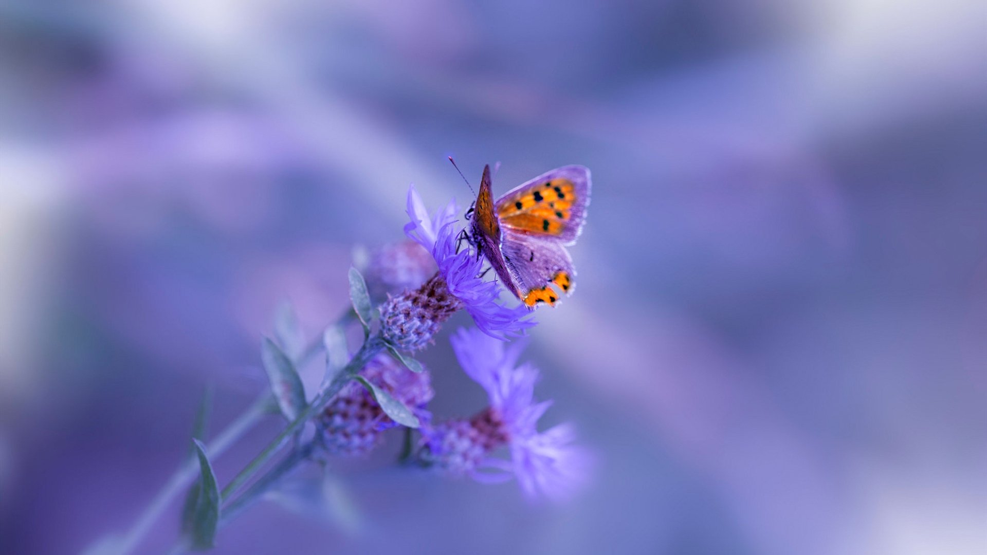 九游下载官网-莱德基800米自由泳赛场再创佳绩，莱德基800米记录