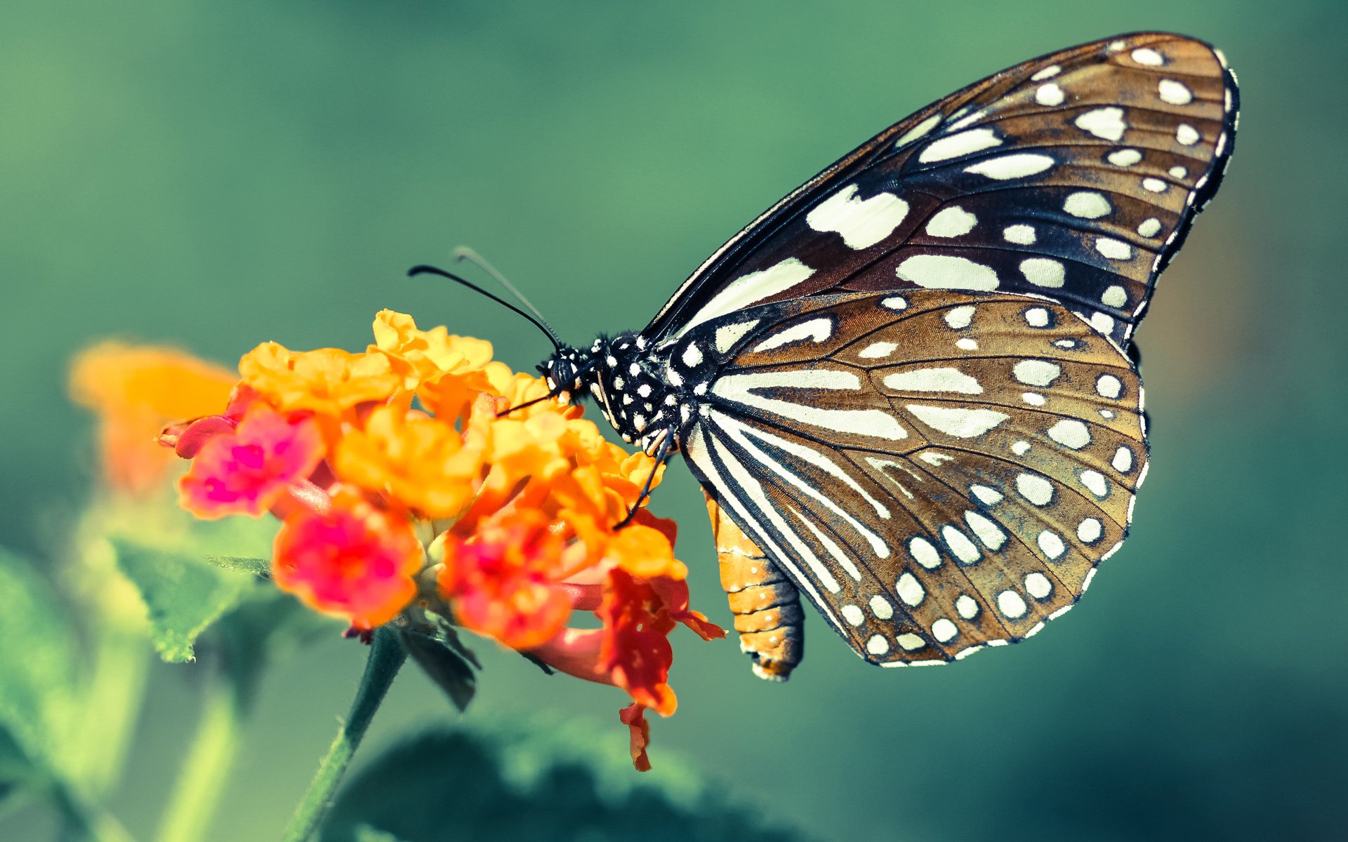 谷爱凌受邀加入冬奥宣传片主创团队，谷爱凌祝福北京冬奥