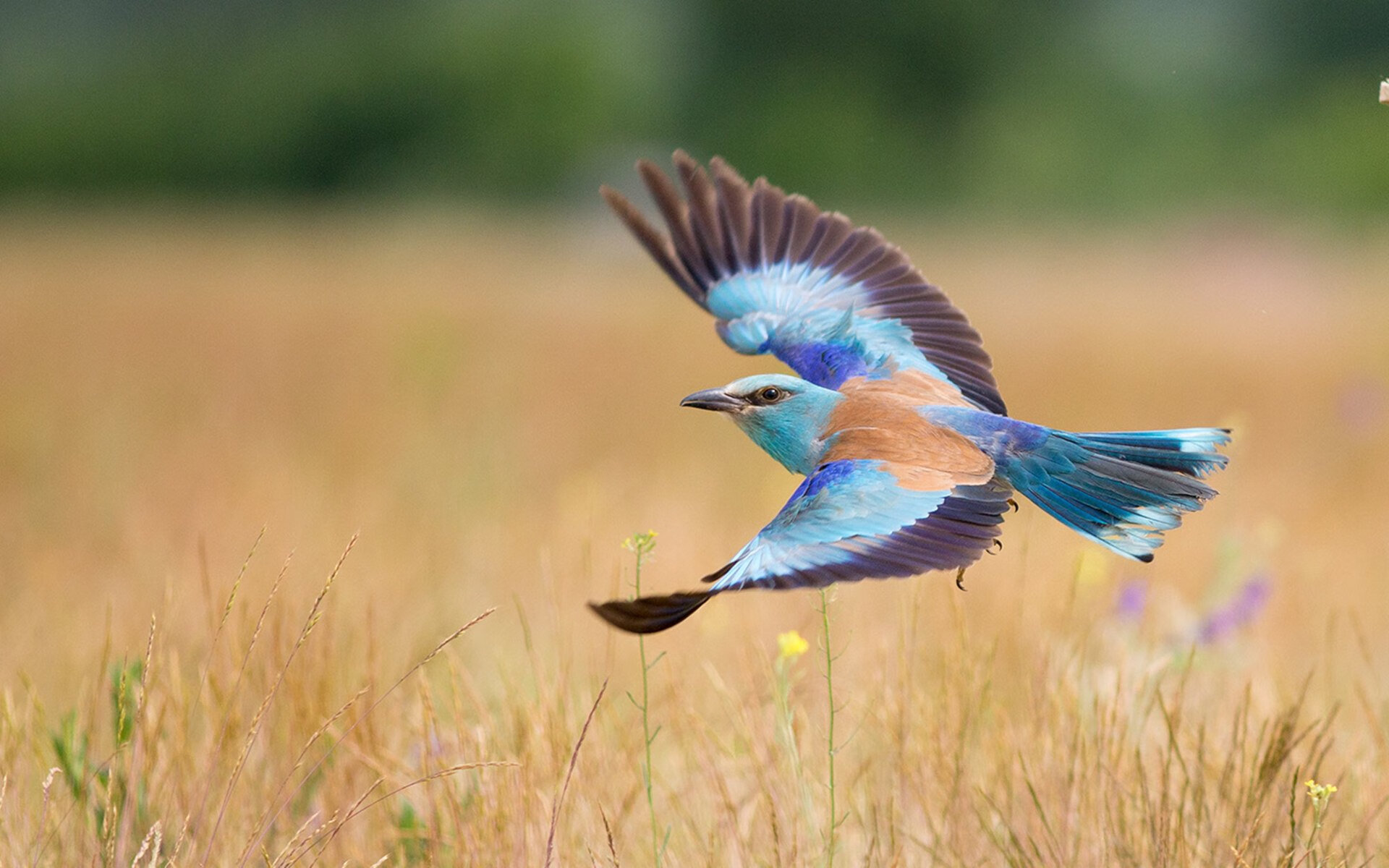 九游下载安装-赛尔·阿尔斯塔的战术意识和防守技巧成南非队关键资产，阿尔赛斯战役